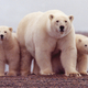 Polar bears in the Arctic National Wildlife Refuge. Image: US Fish and Wildlife Service/Flickr Creative Commons